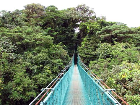 Canopy Monteverde And Woman Tourist Walking On A Canopy Bridge Monteverde