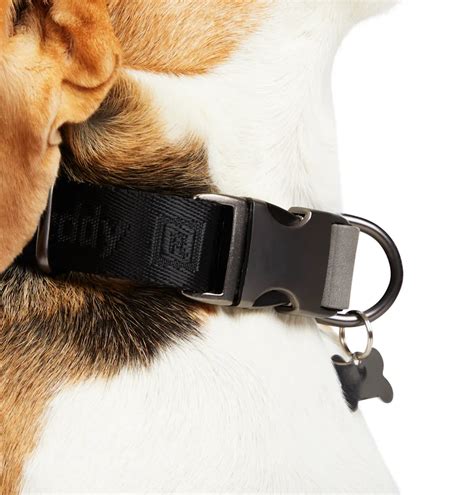 What Are The Best Dog Collars