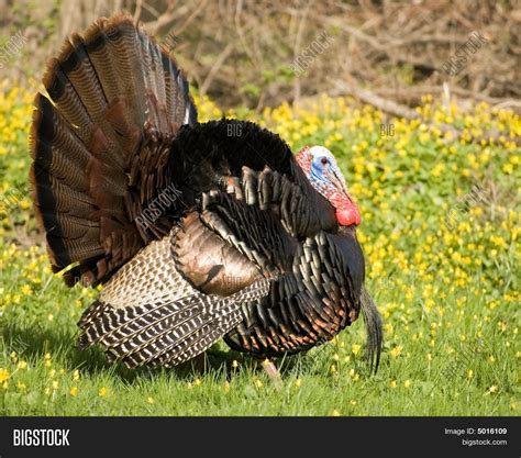 Wild Turkey Strutting Image And Photo Free Trial Bigstock
