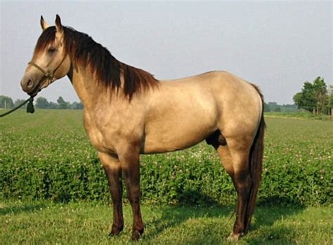 American Quarter Horse Buckskin Is One Of The Most