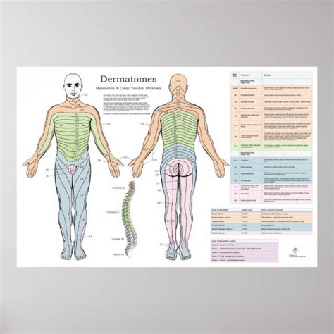 Dermatomes Myotomes And Dtr Poster Zazzle In Poster Prints Porn My Xxx Hot Girl