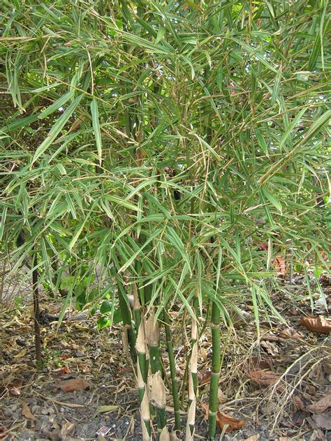 Bambusa Heterostachya Variegata Dwarf Malay Variegated Bamboo1