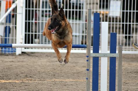 belgian malinois information dog breeds  thepetowners