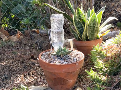 Garden Hack Diy Water Bottle Drip Watering System Sages Acre