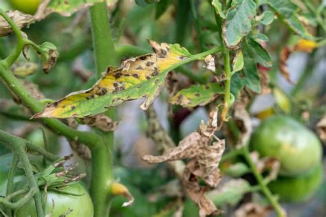 How To Get Rid Of Aphids On Tomato Plants Tomato Bible