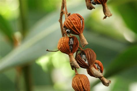 Pin By Suzanne Stern On Seed Pods Seed Starter Seed Pods Planting Seeds