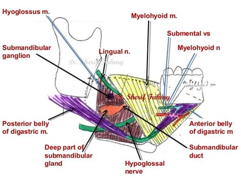 Submandibular Region Anatomy Of The Neck