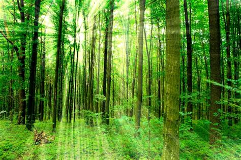 Premium Photo Forest Trees Nature Green Wood Sunlight Backgrounds