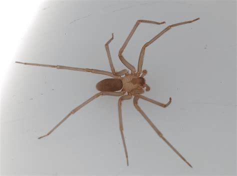 Brown Recluse Identification And Control Owlcation