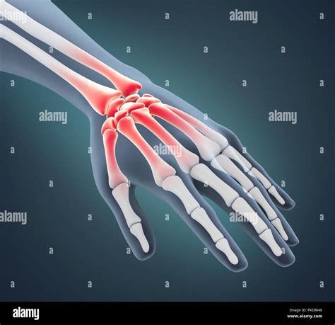 Anatomía De La Mano Humana Ilustración Fotografía De Stock Alamy