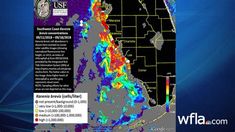 Fwc Report Red Tide Concentrations Increase In Pinellas County