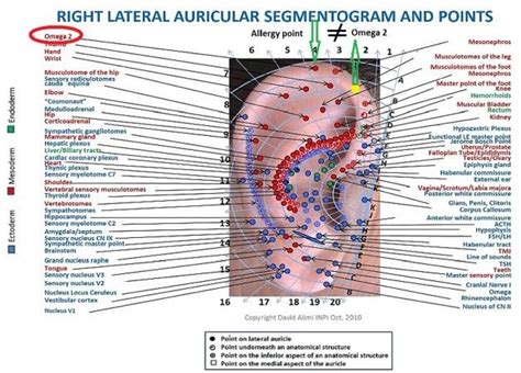 International Nomenclature Of Auriculotherapy Cartography D Alimi 5