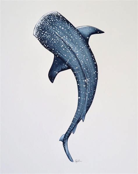 15 Interesting Whale Shark Facts Every Diver Should Know Shark Art
