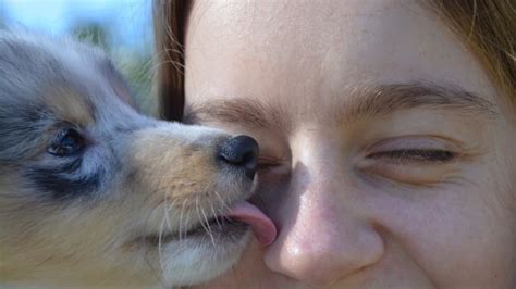 Why Do Dogs Lick Faces With So Much Passion Dog Discoveries