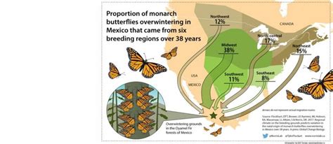 Map Of Migrating Monarch Butterflies Signals Need For Cross Continental