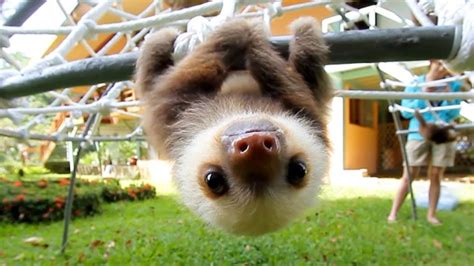 What Do Baby Sloths Eat The Tiny Tummy Diaries Animal Hype