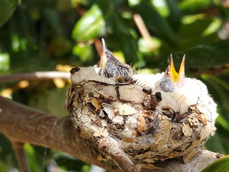 A Week Ago I Discovered A Hummingbird Nest In Our Tree Today The
