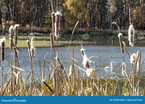 Dry Cattails Bulrush On The Bank Of The Pond With Seeds Spread By The