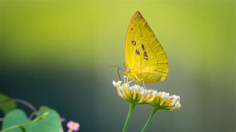 Yellow Butterfly On White Flower In Light Green Background Hd Butterfly