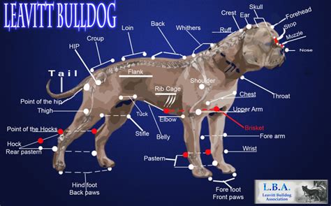 Materials necessary at present to produce supercomputers are difficult to make. Olde English Bulldogge Information and Facts: Is This Dog ...