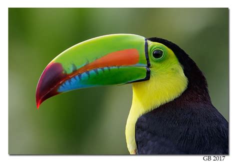 Keel Billed Toucan