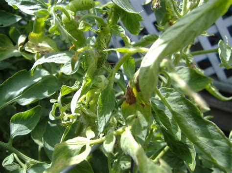 Tobacco Worms On Tomato Plants