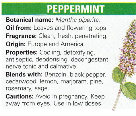Peppermint Aromatherapy Herbs Magickal Herbs Healing Herbs