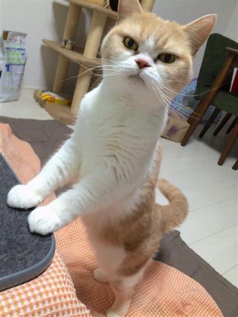 But nobody wants to eat the same meal every day, including your cat. Can Cats Eat Peanut Butter #CatsInTheCradleMeaning | Cute ...