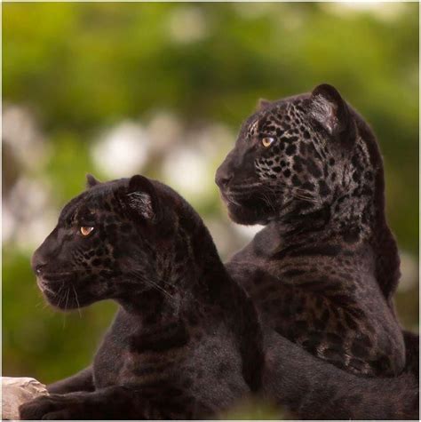 Big Catpantherblackwildlifenightraven1comdngimmobilienjaguar