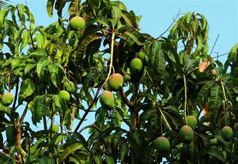 How To Grow And Care For A Mango Tree