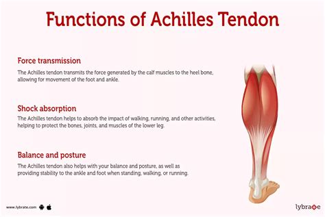 Achilles Tendon Human Anatomy Picture Function Diseases Tests