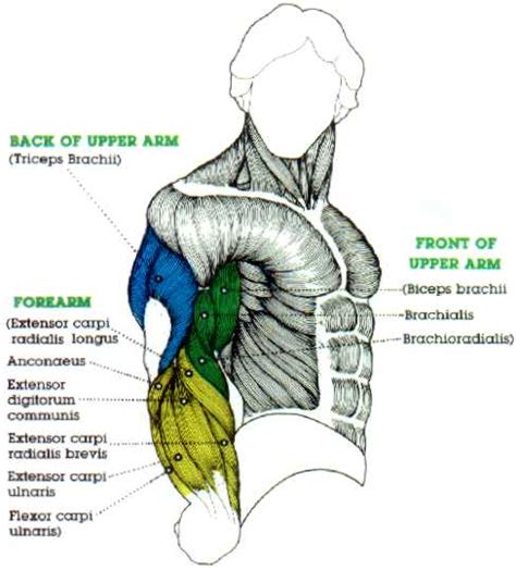 Don't forget to share this picture with others via. Big Bicep muscle digram and Large Tricep Muscle Diagram