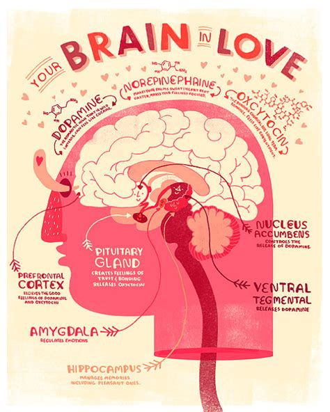 The Neurobiology Of Love And Relationships Culture Collective