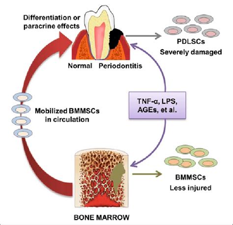 The Differential Behaviors Of Mesenchymal Stem Cells From Bone Marrow Download Scientific