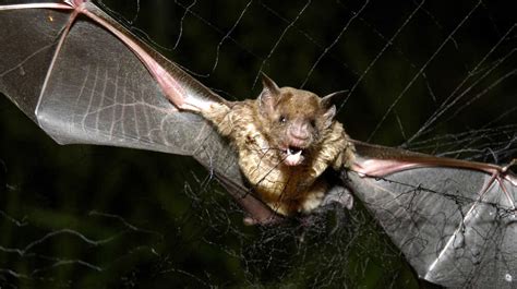 Vampire Bats Bites Rabies Oh My Shots Health News Npr