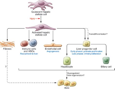 Figure 3 From Hepatic Stellate Cells In Liver Development Regeneration
