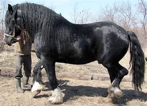 images  draft horses big beautiful strong  pinterest gypsy horse horse