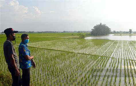 Ratusan Hektar Sawah Tadah Hujan Terendam Air Sumut