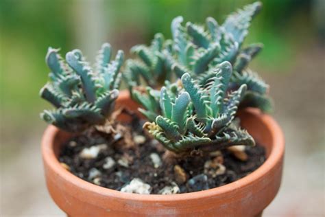 How To Grow Succulents From Seed The Greedy Vegan