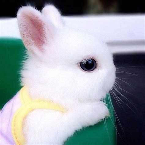 Cutest White Little Bunny Cute Baby Bunnies Baby Animals Cute Animals