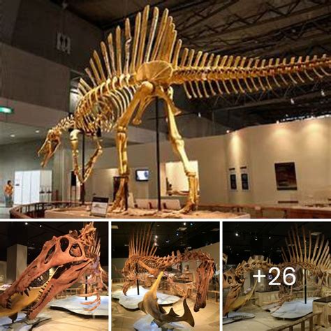 Unveiling The Enigma Spinosaurus The Lost Giant Dinosaur Of The Cretaceous Era Revealed In
