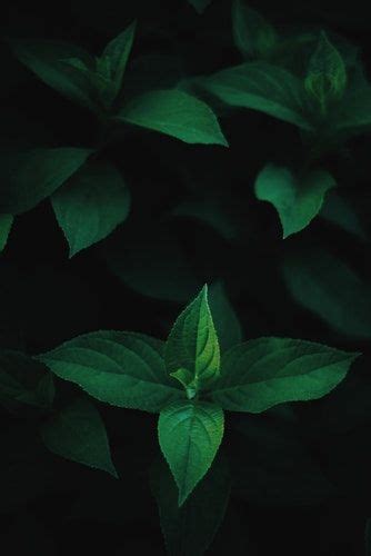 Green Mint On Black Background Dark Wallpaper Preppy Wallpaper