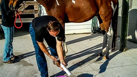 When god made horses, he painted. Sheath Cleaning Without Sedation In Horses - The Horse's ...