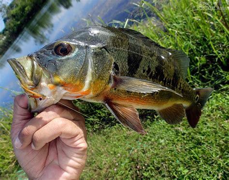 Bass fish are artificial fishing baits to allure fishes during fishing and work splendidly. Fly Fishing for Peacock Bass with Bob — Sport Fishing Asia