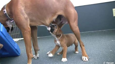 Boxer Mom Plays With Her Puppies Youtube