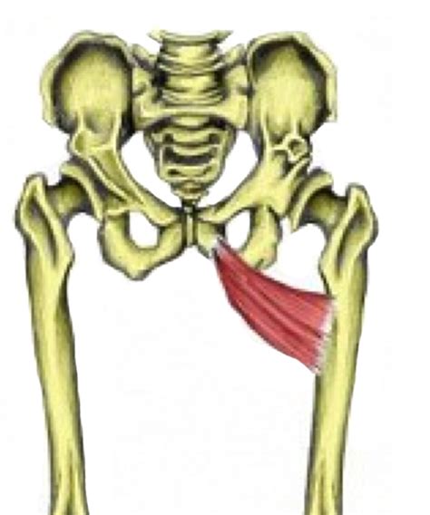 Hip And Groin Muscles