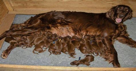 23 Photos Of Proud Mama Dogs With Their Adorable Puppies