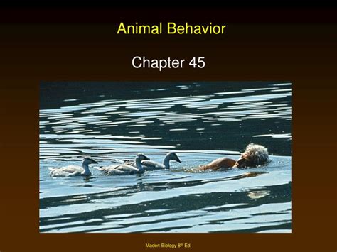 Ppt Animal Behavior Powerpoint Presentation Free Download Id6838795