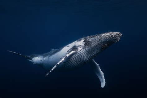 5 Whales To Love This Whalentines Day Ocean Conservancy