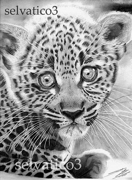 Learn how to draw easy cheetah pictures using these outlines or print just for coloring. realistic animal pencil drawings | Detailed pencil drawing ...